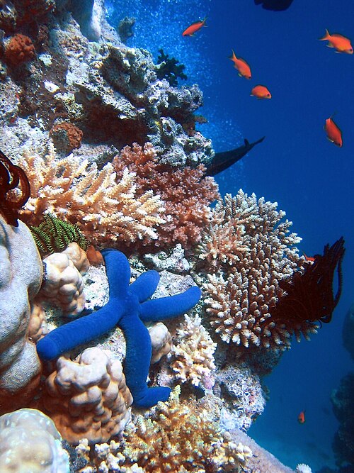 Barrier Reef
